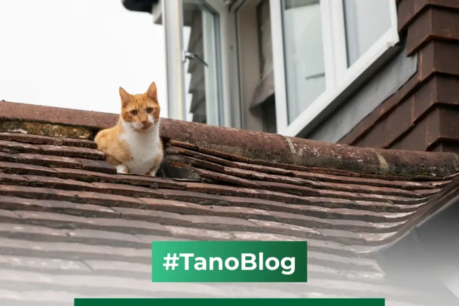 telha quebrada inquilino ou proprietário